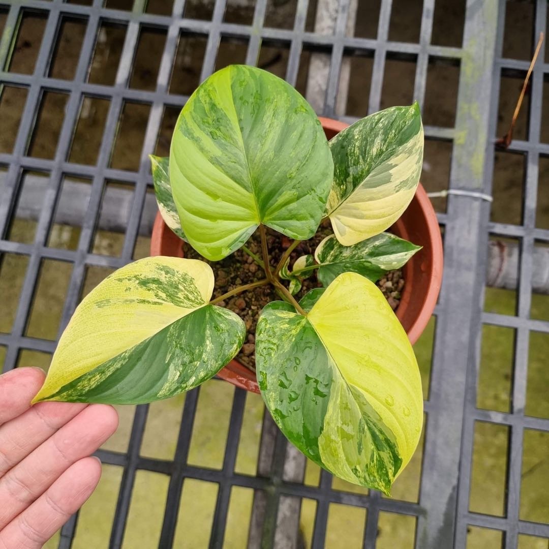 Thiên Niên Kiện Pendula Var (Homalomena Pendula Variegated)