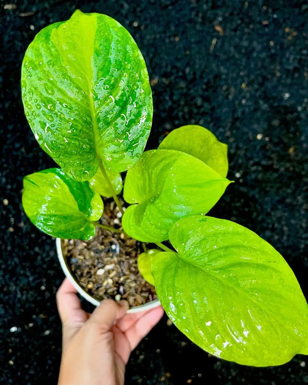 Thiên Niên Kiện Pendula Var (Homalomena Pendula Variegated) 2