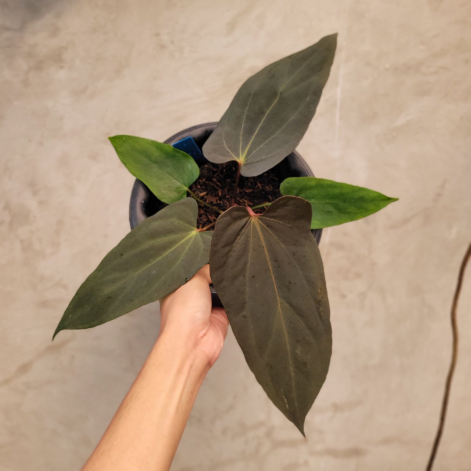 Anthurium ‘Blood of Blue’