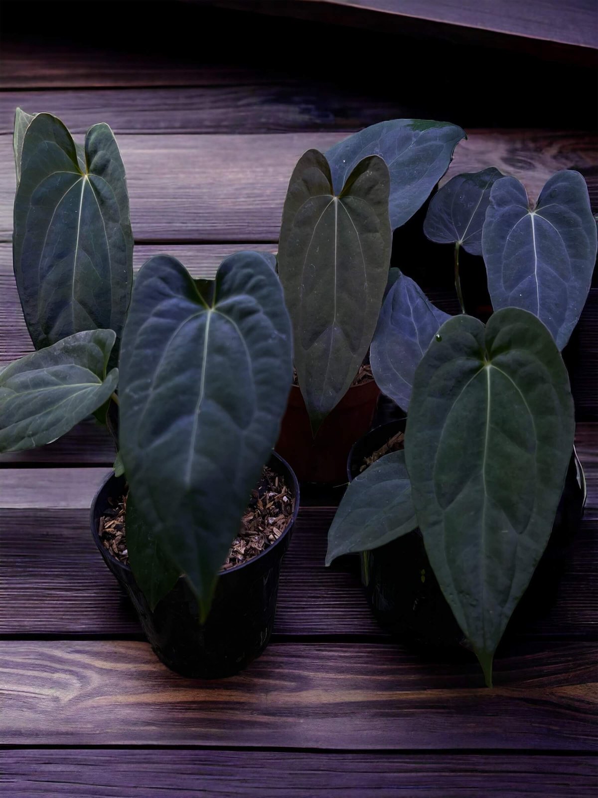 Anthurium ‘Blood of Blue’ 2