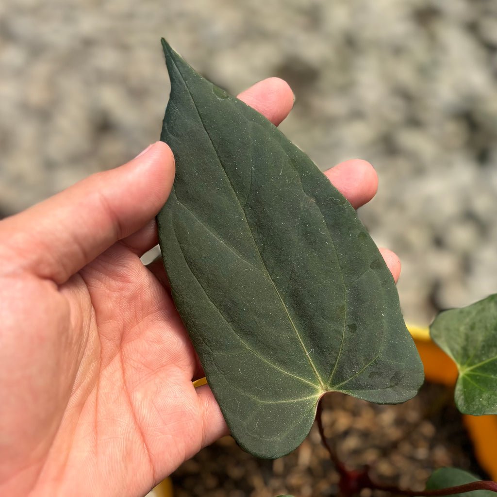 Anthurium ‘Blood of Blue’ 3