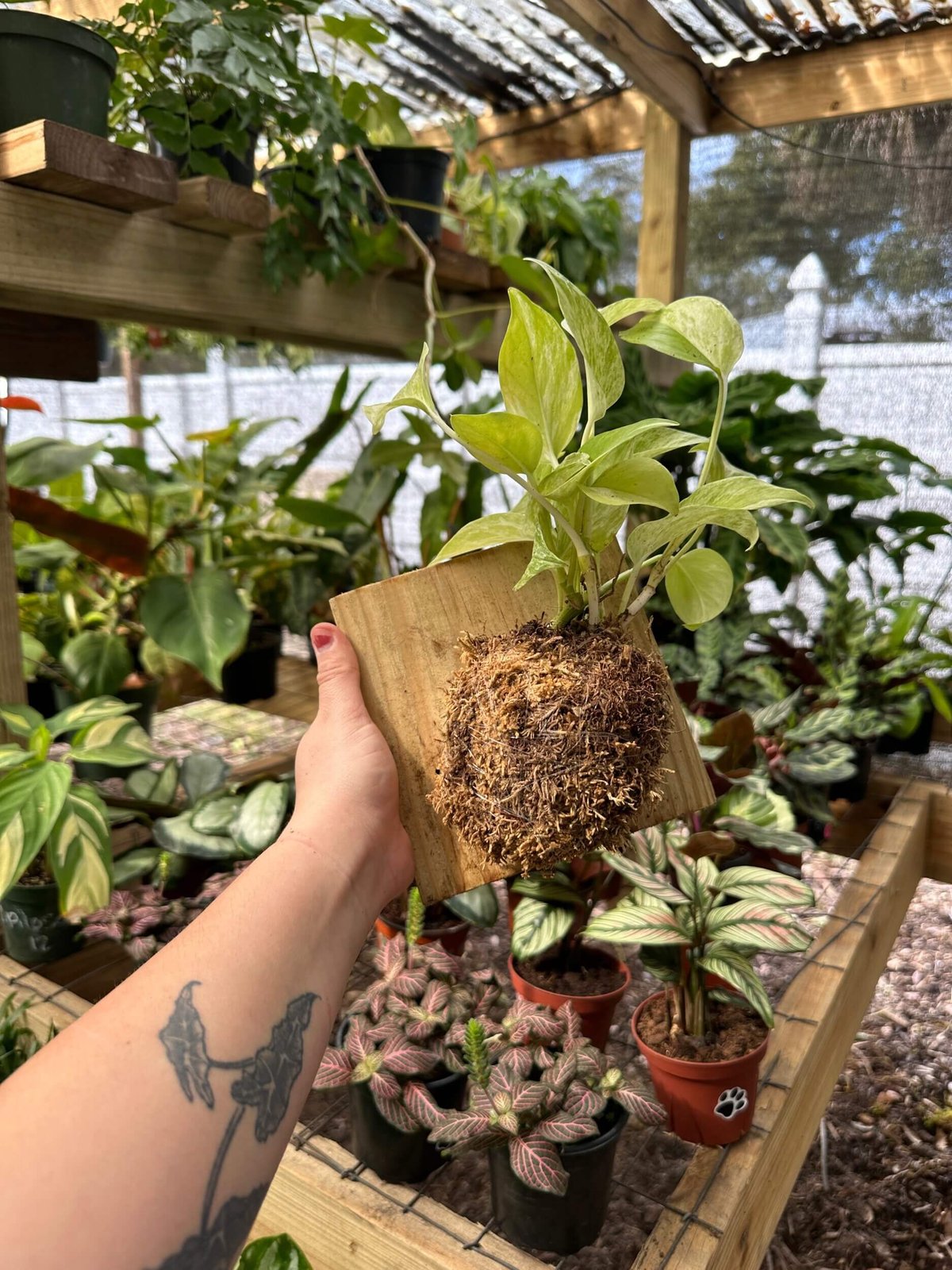Anthurium Pterodactyl 2
