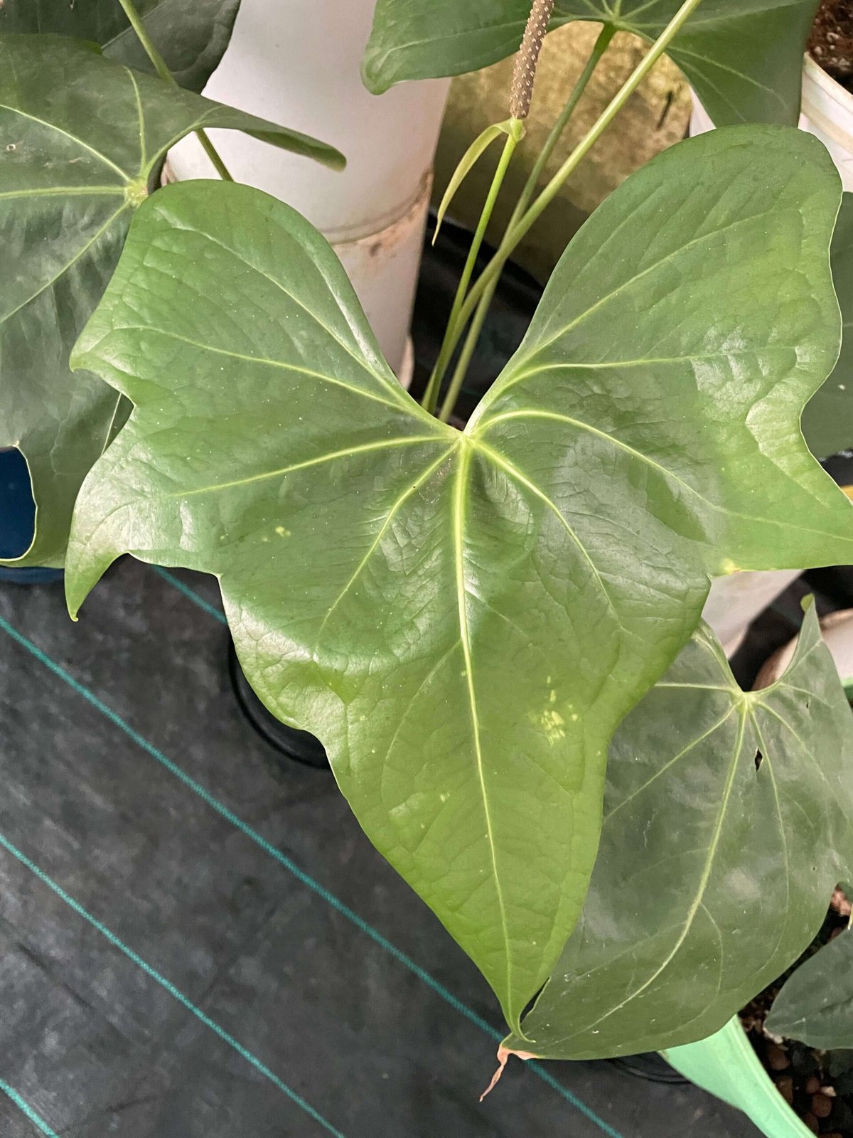 Anthurium Pterodactyl 3