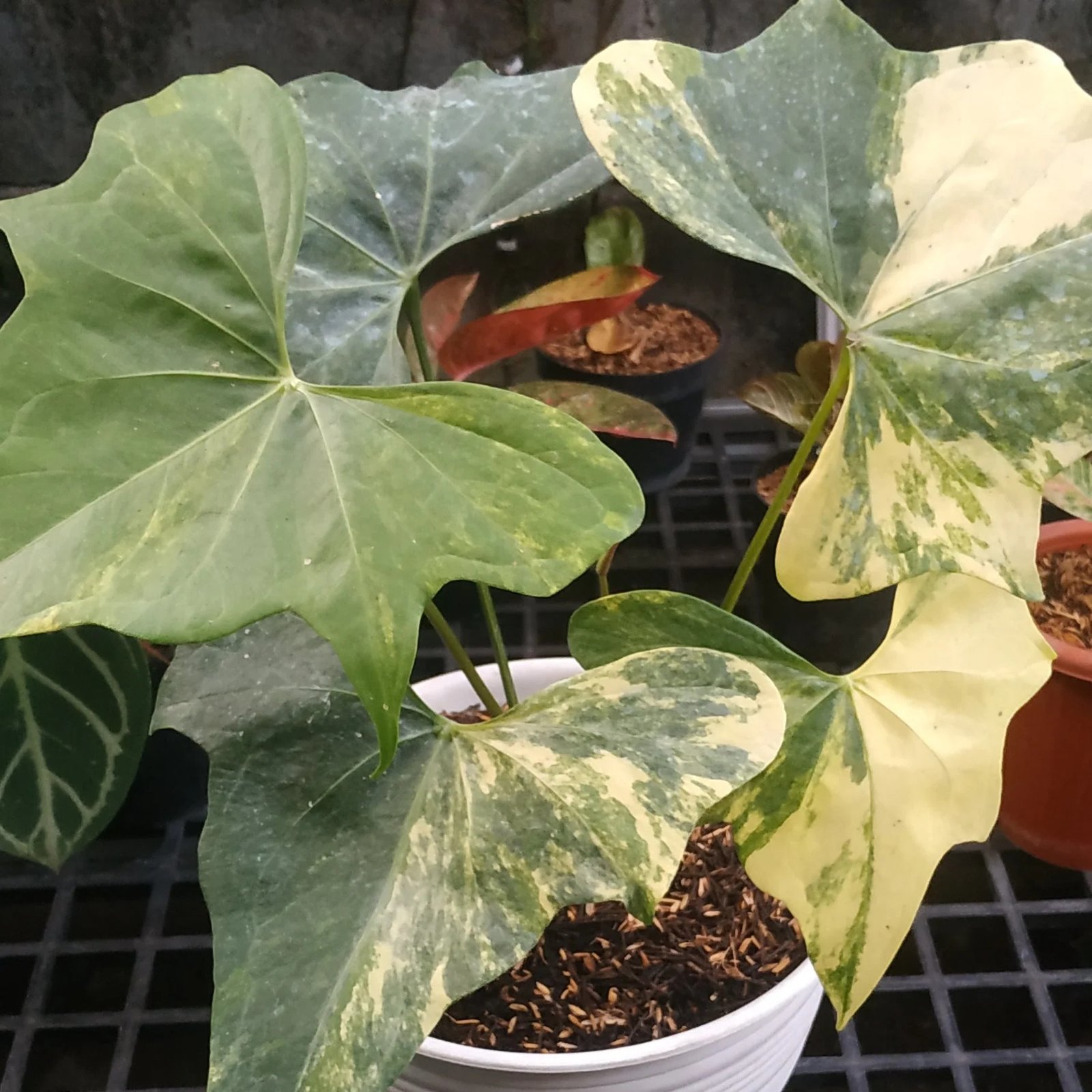 Anthurium Pterodactyl