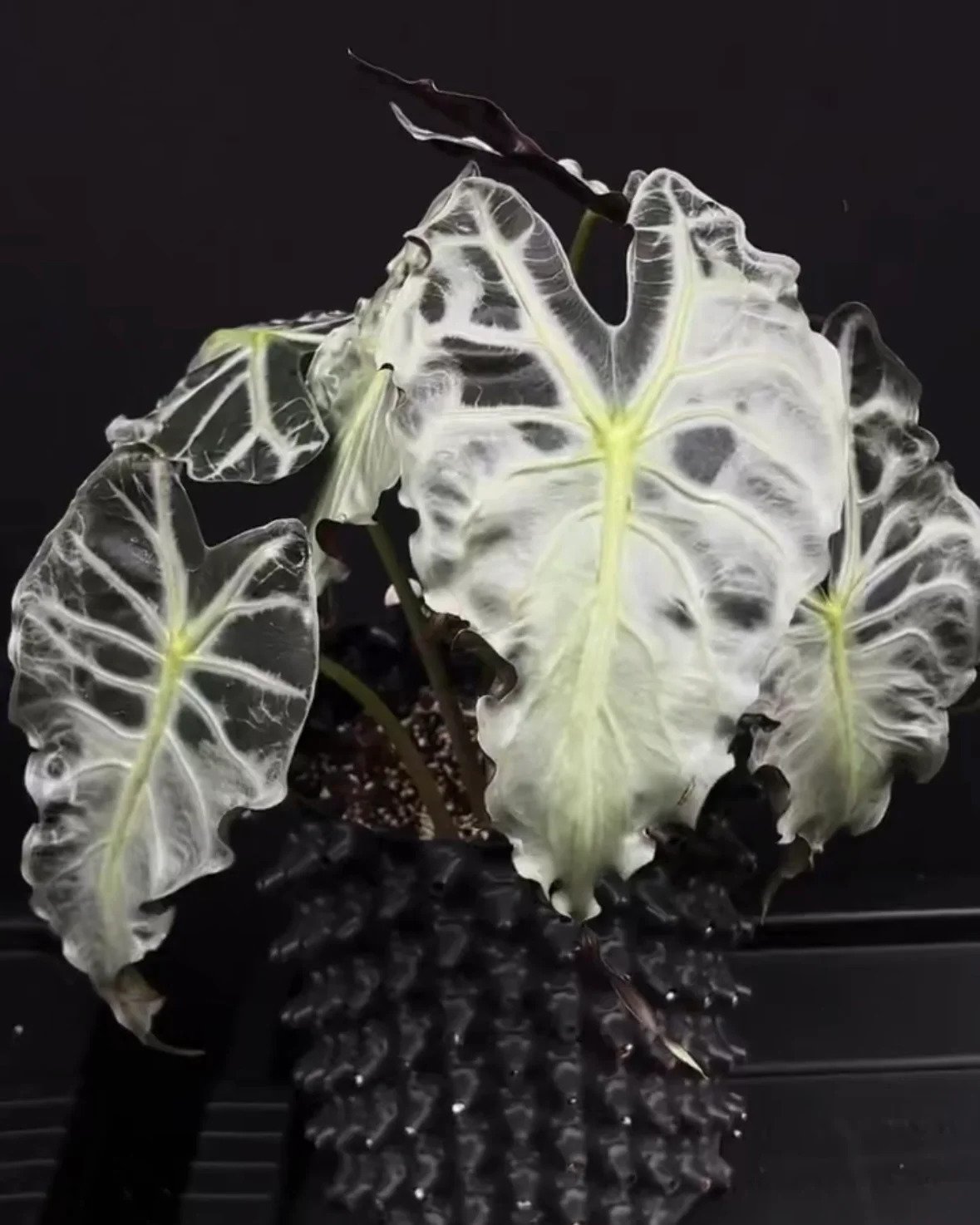 Alocasia ‘Venom’