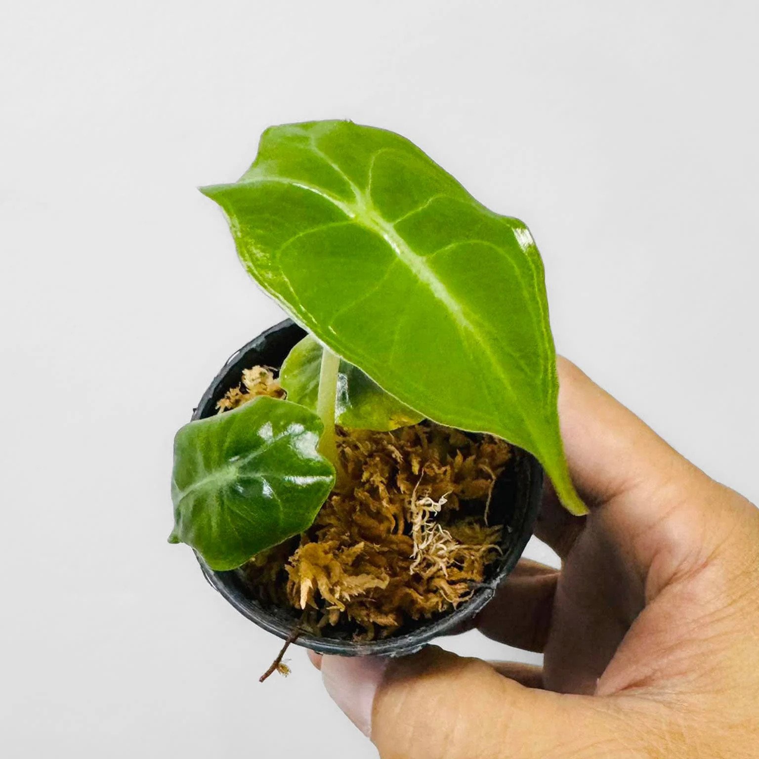 Alocasia ‘Venom’ 2