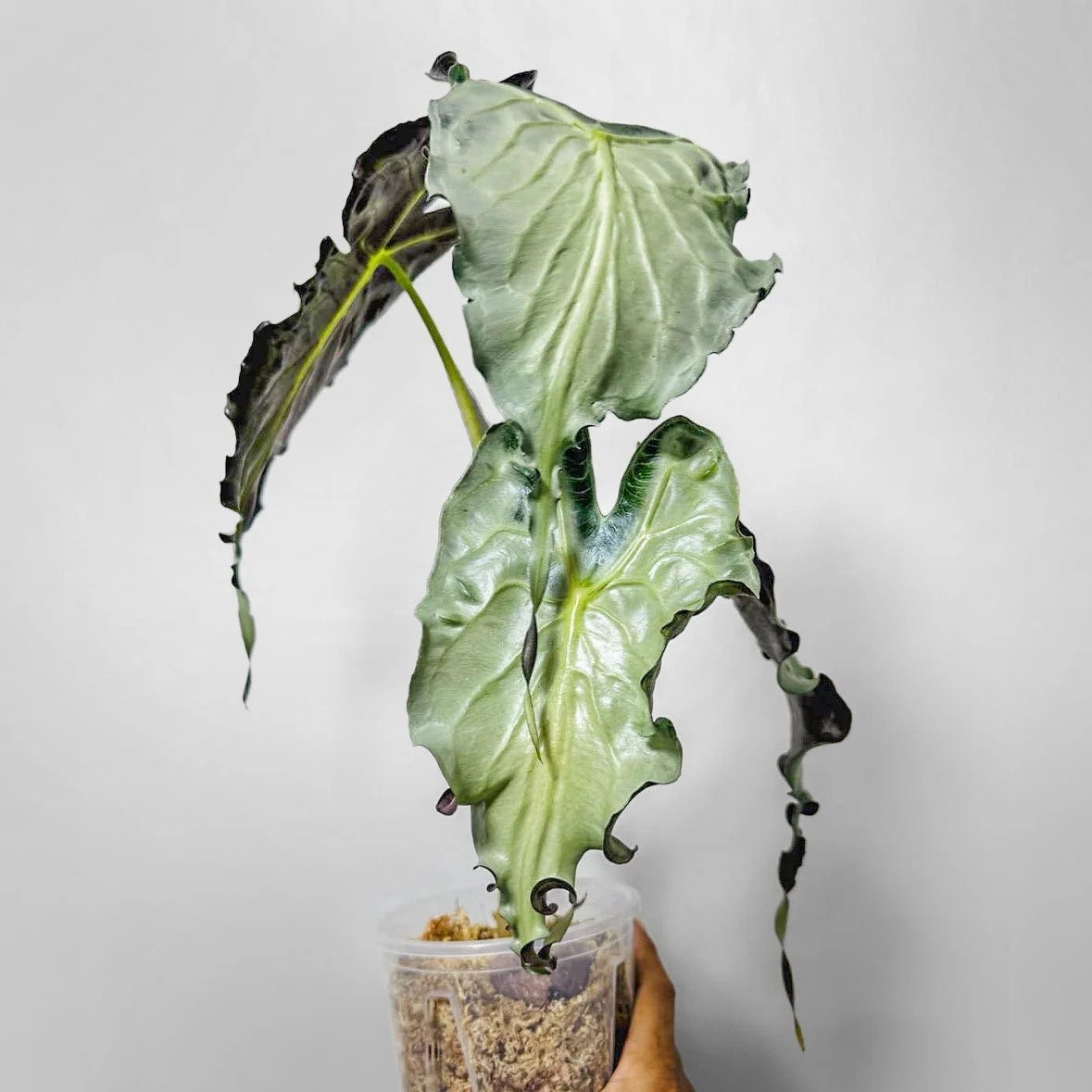 Alocasia ‘Venom’ 3