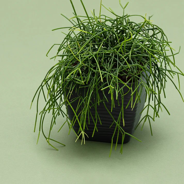 Xương Rồng Tầm Gửi (Rhipsalis Baccifera) 3