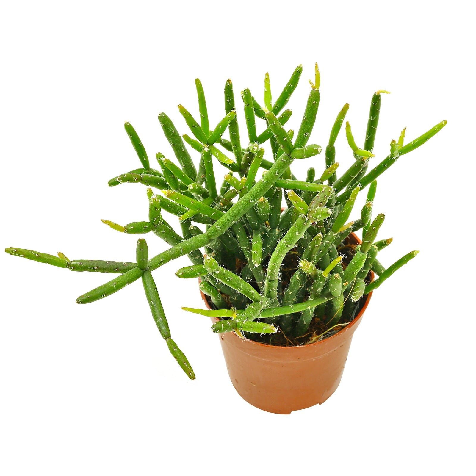 Xương Rồng Tầm Gửi (Rhipsalis Baccifera) 2