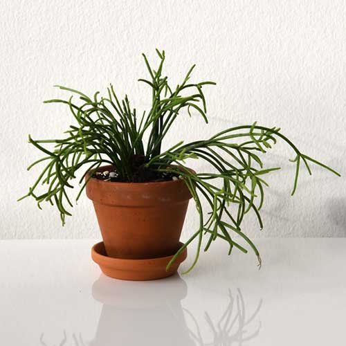 Xương Rồng Tầm Gửi (Rhipsalis Baccifera)