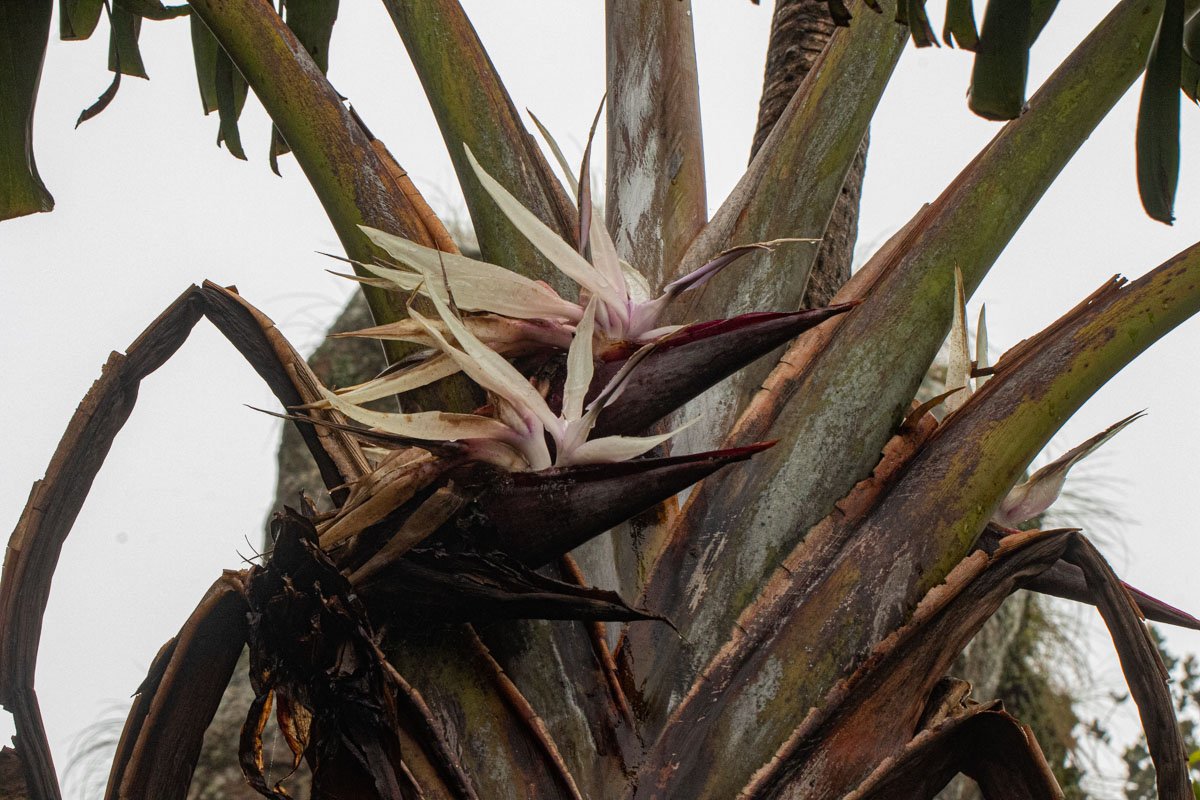 Strelitzia Caudata (Thiên Điểu Núi) 3