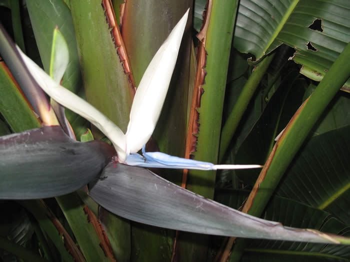 Strelitzia Caudata (Thiên Điểu Núi) 2