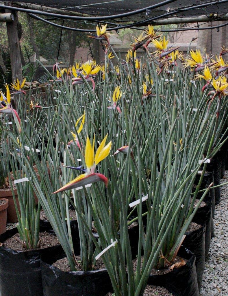 Strelitzia Juncea (Thiên Điểu Lá Kim) 2