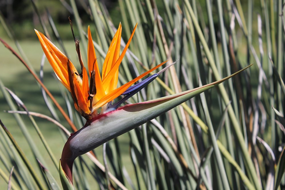 Strelitzia Juncea (Thiên Điểu Lá Kim) 3