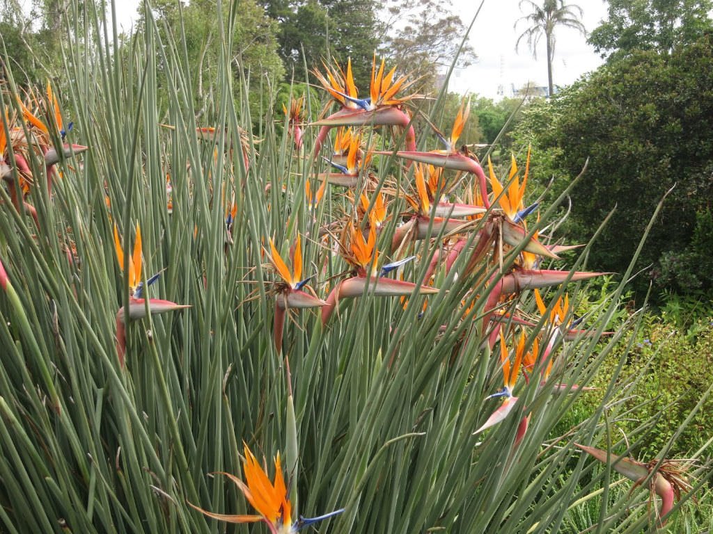 Strelitzia Juncea (Thiên Điểu Lá Kim)