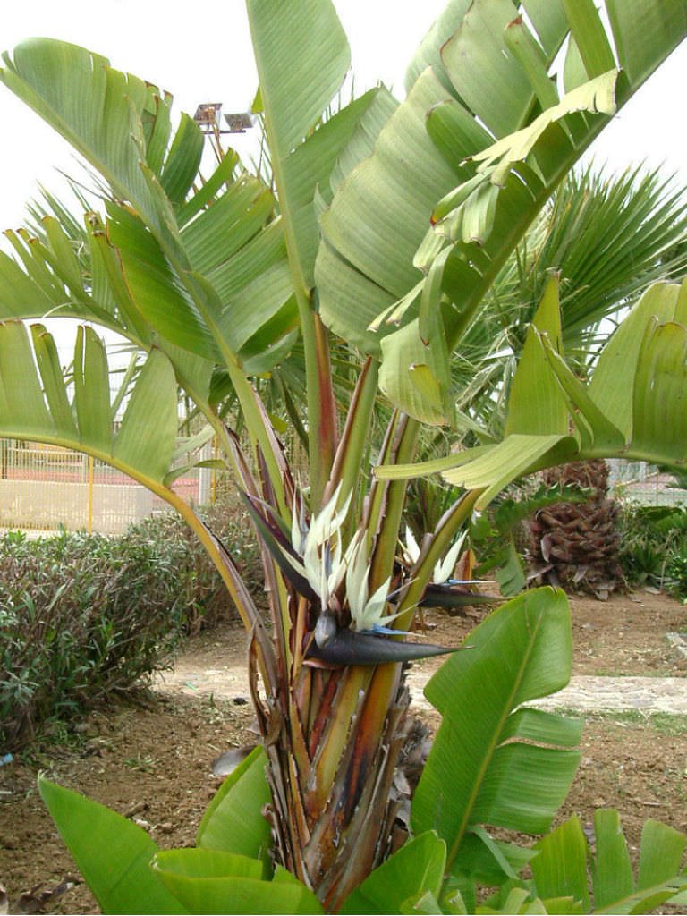 Strelitzia Nicolai (Thiên Điểu Trắng) 3