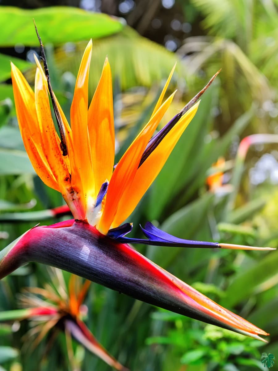 Strelitzia Reginae (Thiên điểu Cam) 3