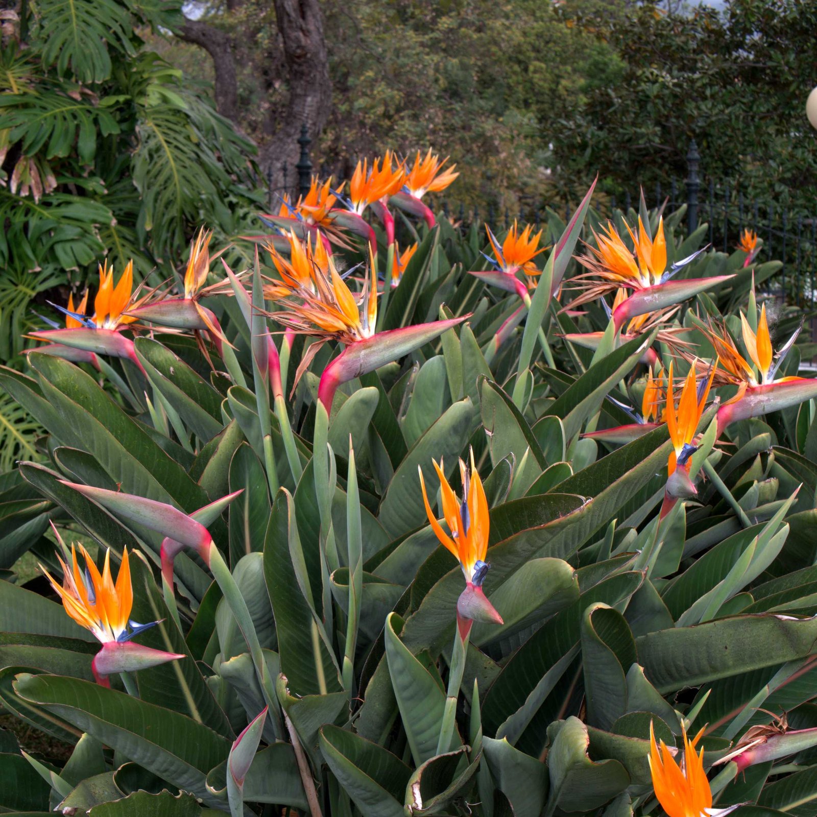 Strelitzia Reginae (Thiên điểu Cam)