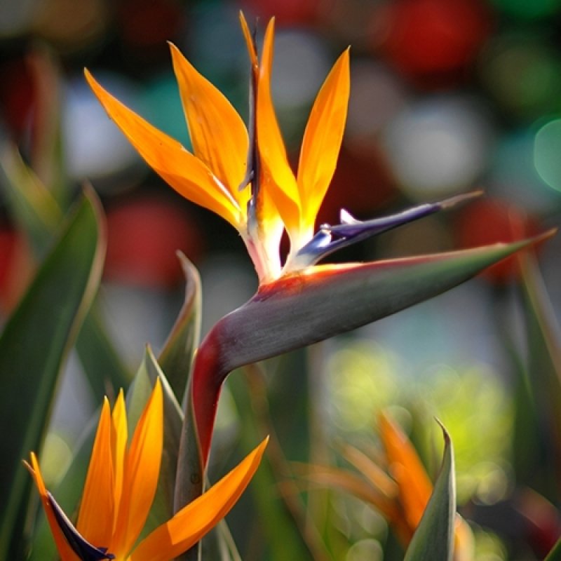 Strelitzia Reginae (Thiên điểu Cam) 2