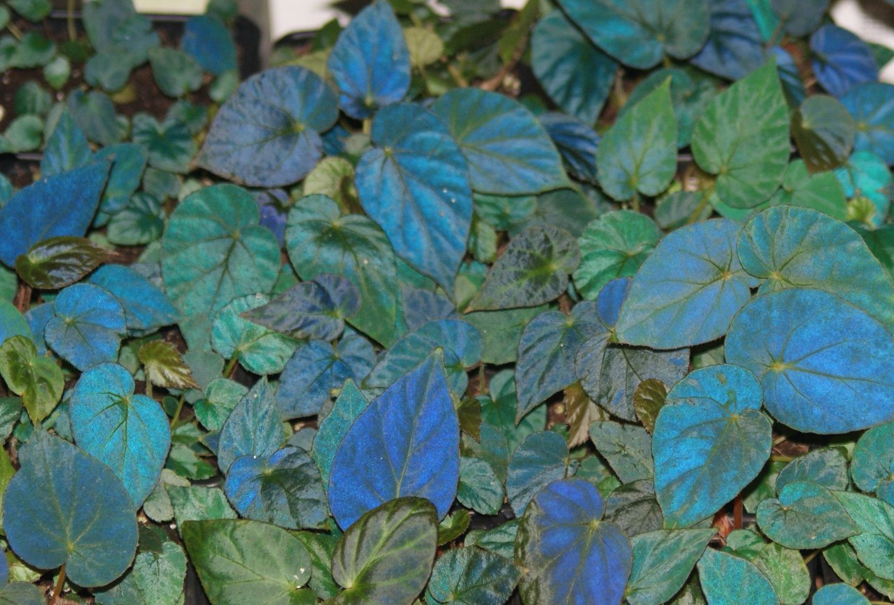 Thu Hải Đường Pavonina (Begonia Pavonina)