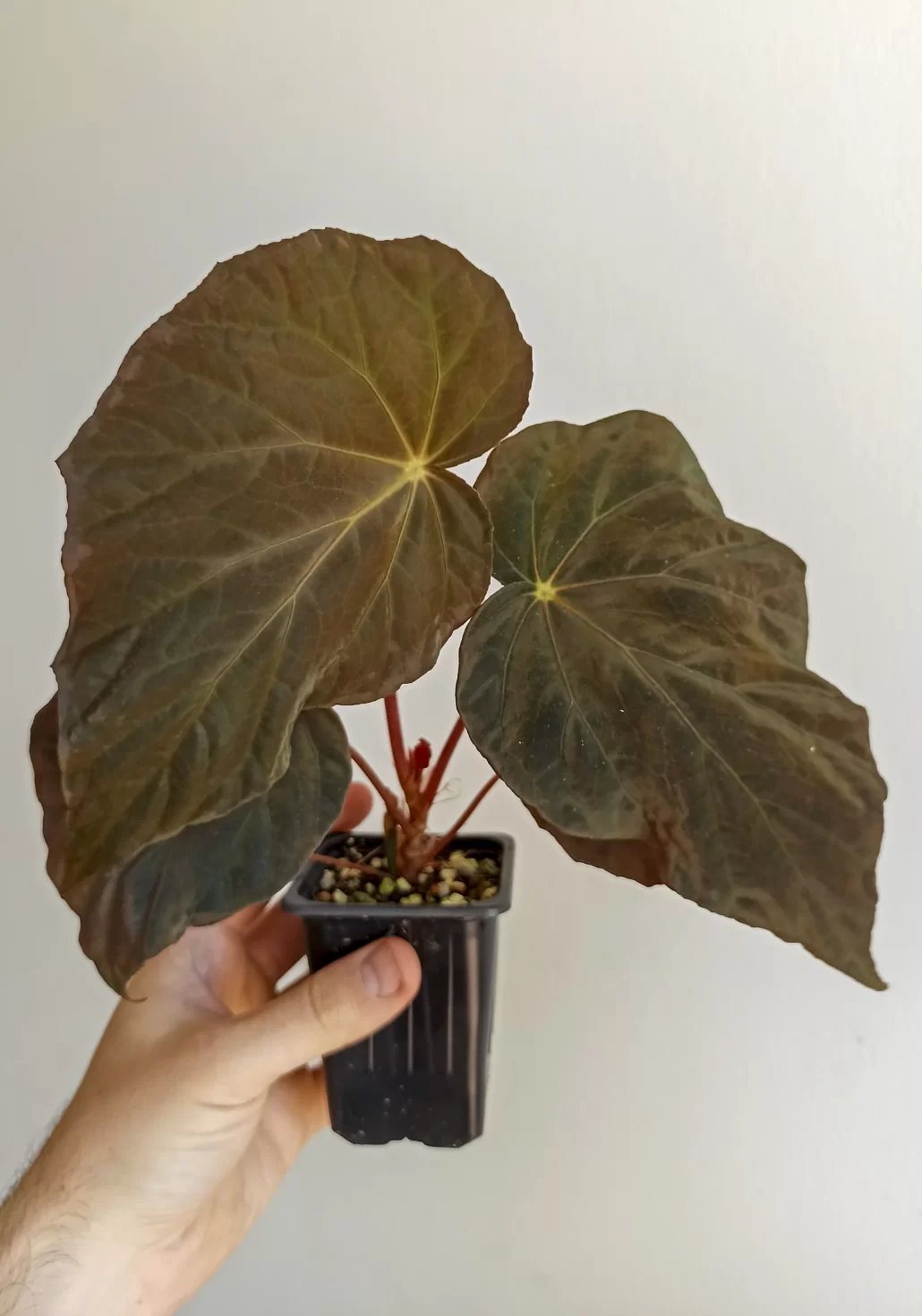 Thu Hải Đường Pavonina (Begonia Pavonina) 2