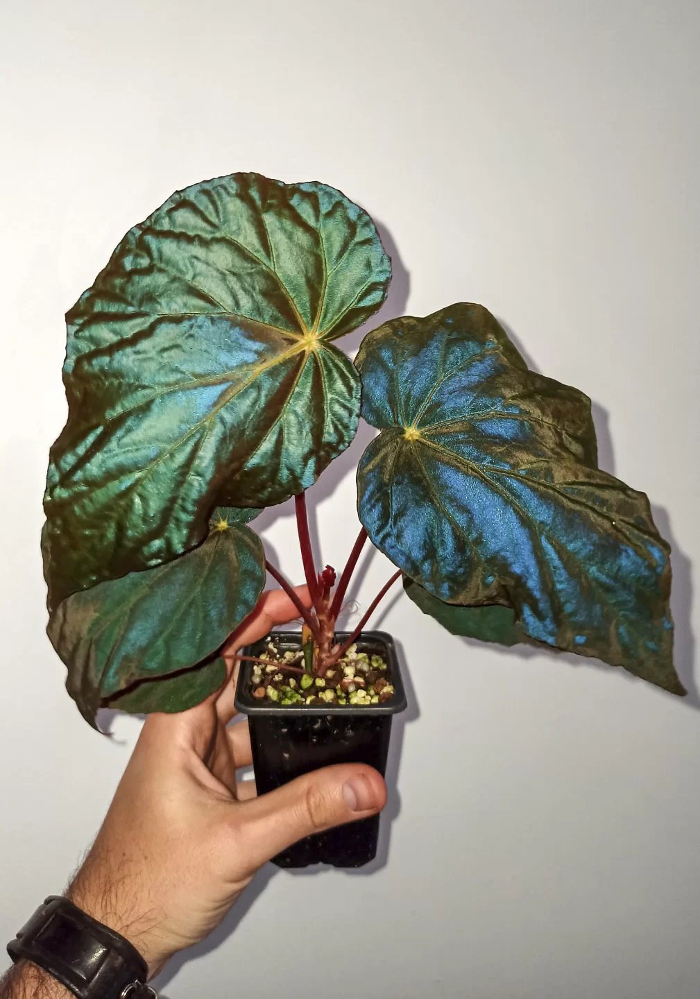 Thu Hải Đường Pavonina (Begonia Pavonina) 3