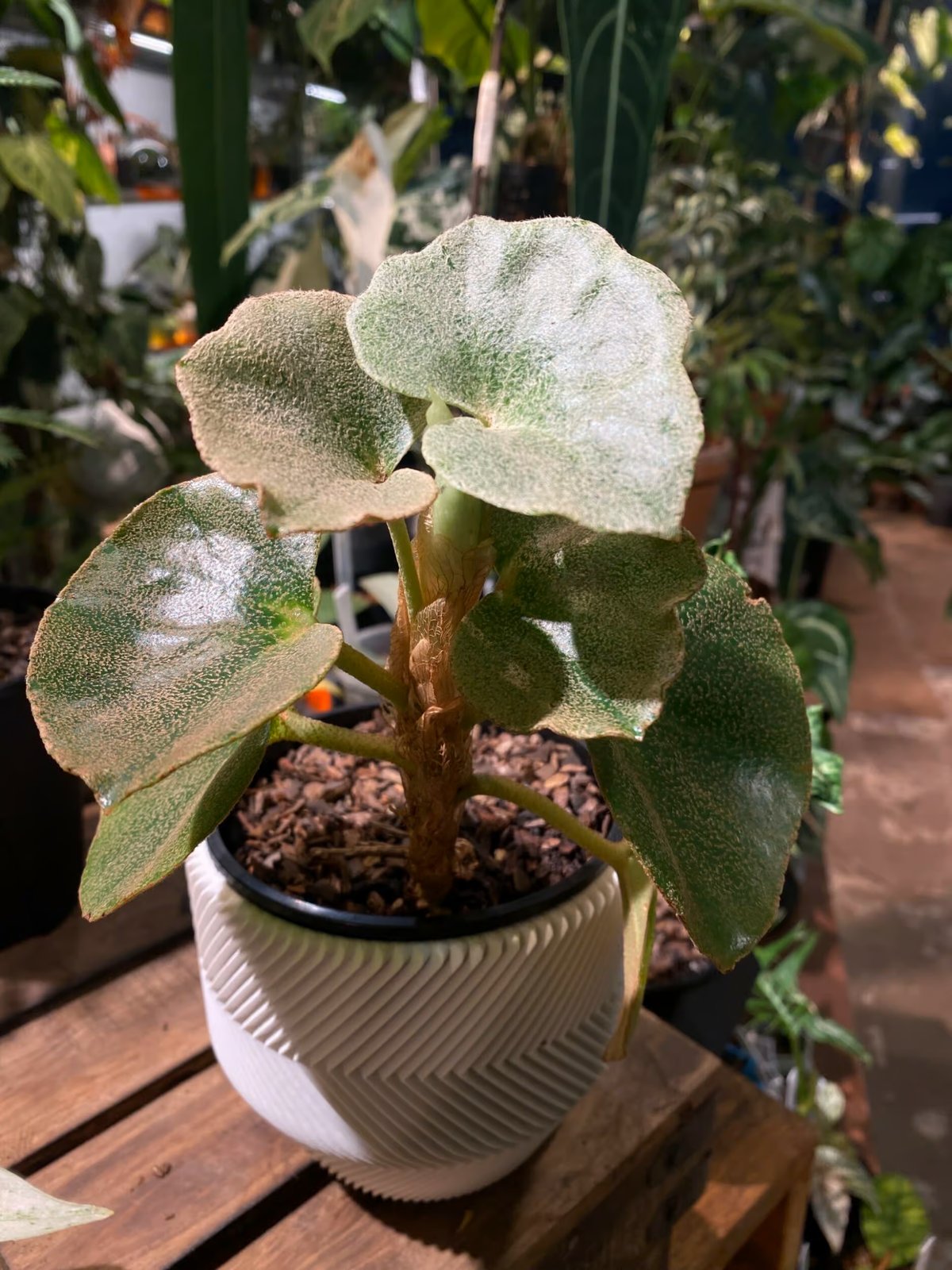 Thu Hải Đường Venosa (Begonia Venosa)