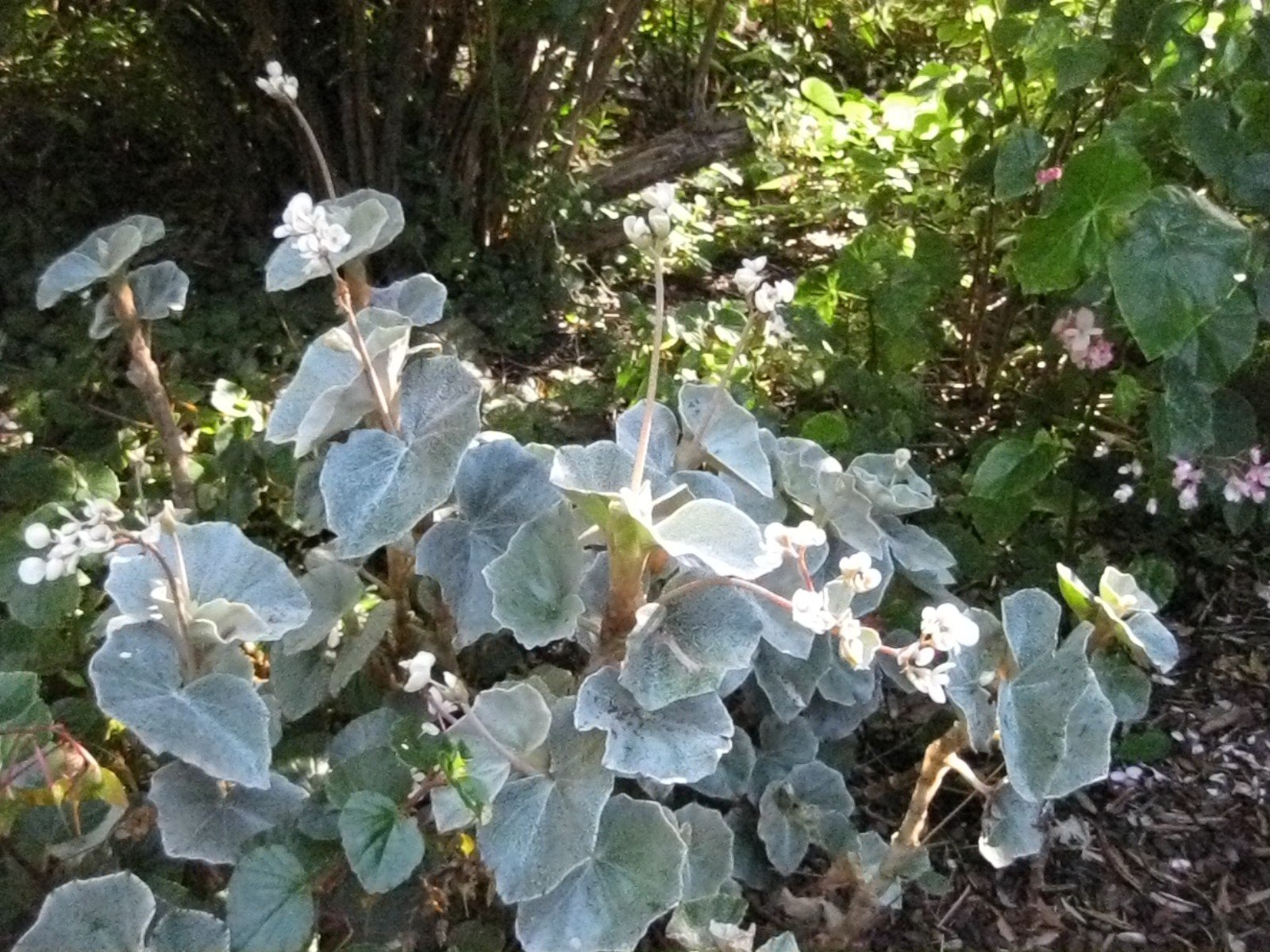 Thu Hải Đường Venosa (Begonia Venosa) 2