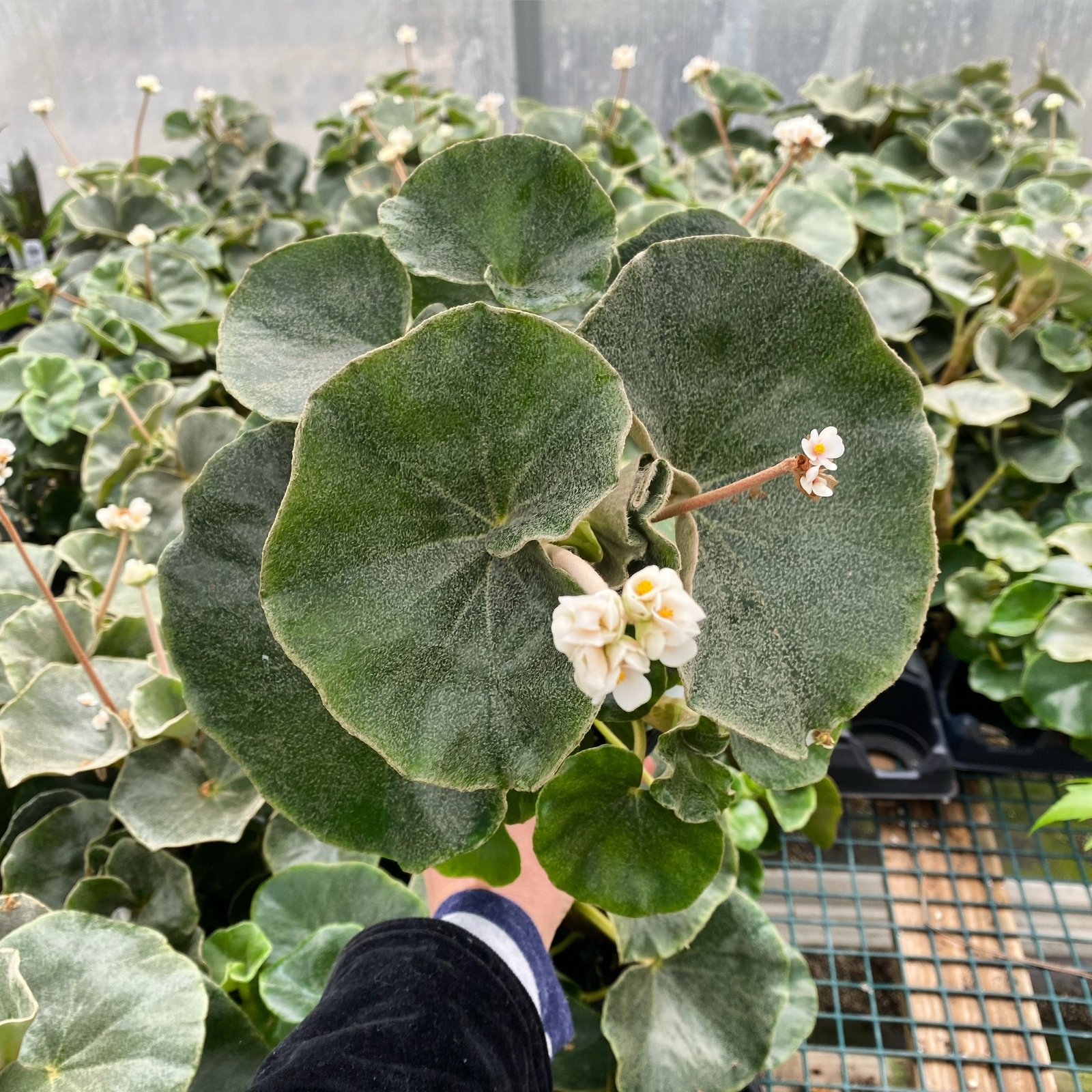 Thu Hải Đường Venosa (Begonia Venosa) 3