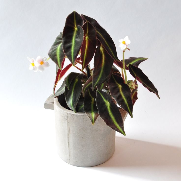Thu Hải Đường Listada (Begonia Listada) 3