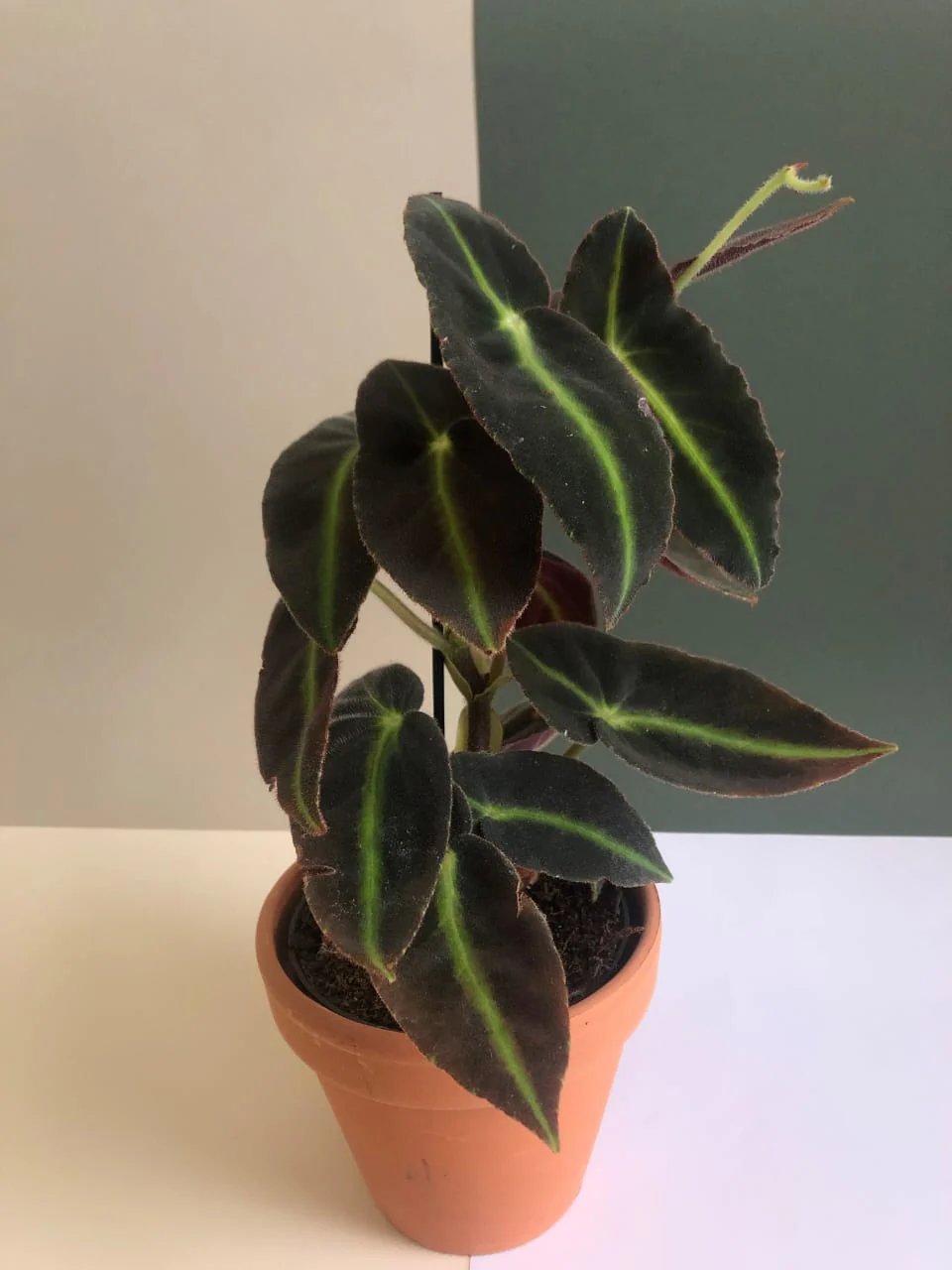 Thu Hải Đường Listada (Begonia Listada) 2