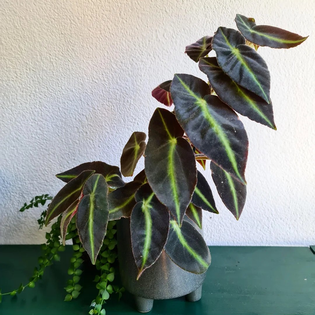 Thu Hải Đường Listada (Begonia Listada)