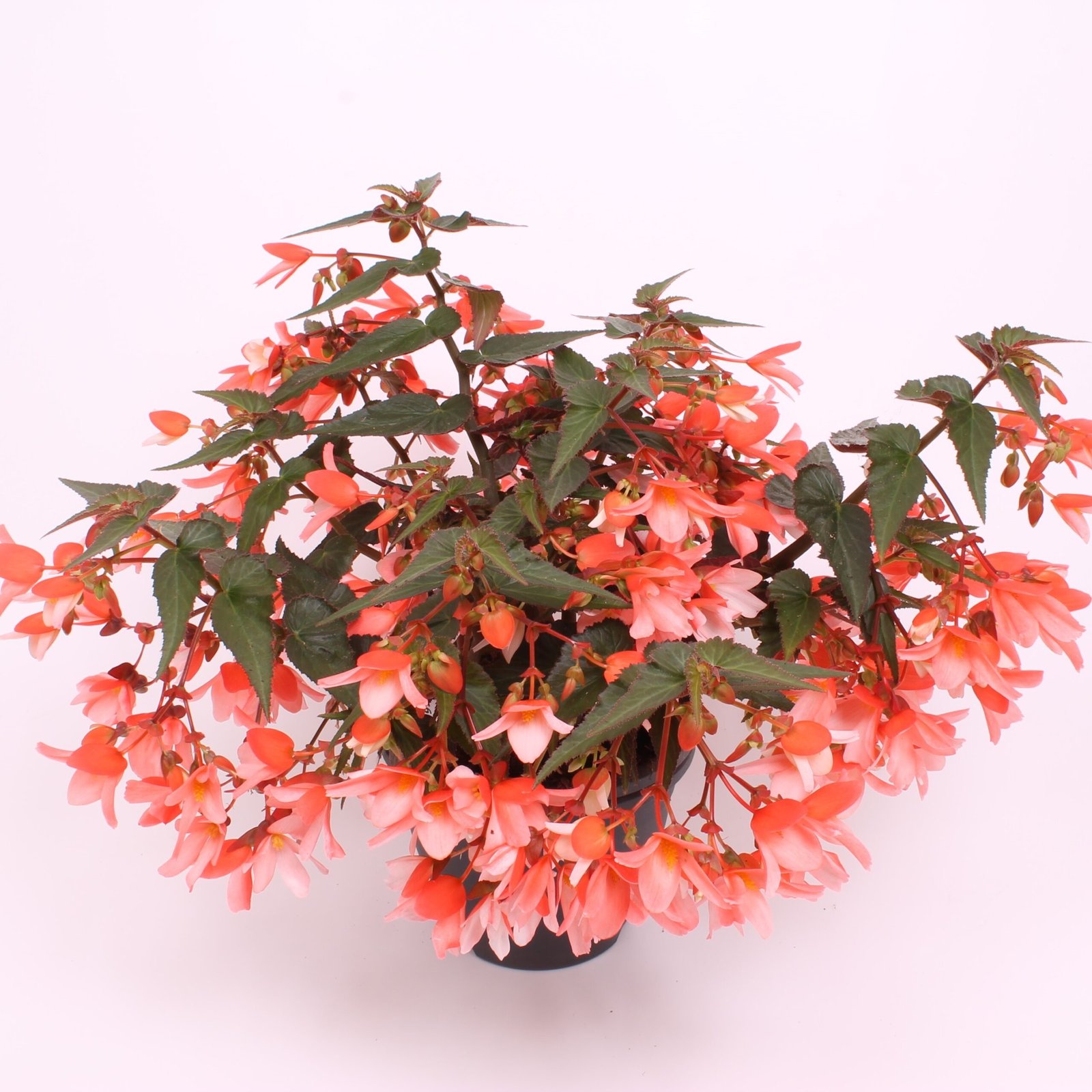 Thu Hải Đường Boliviensis (Begonia Boliviensis) 3