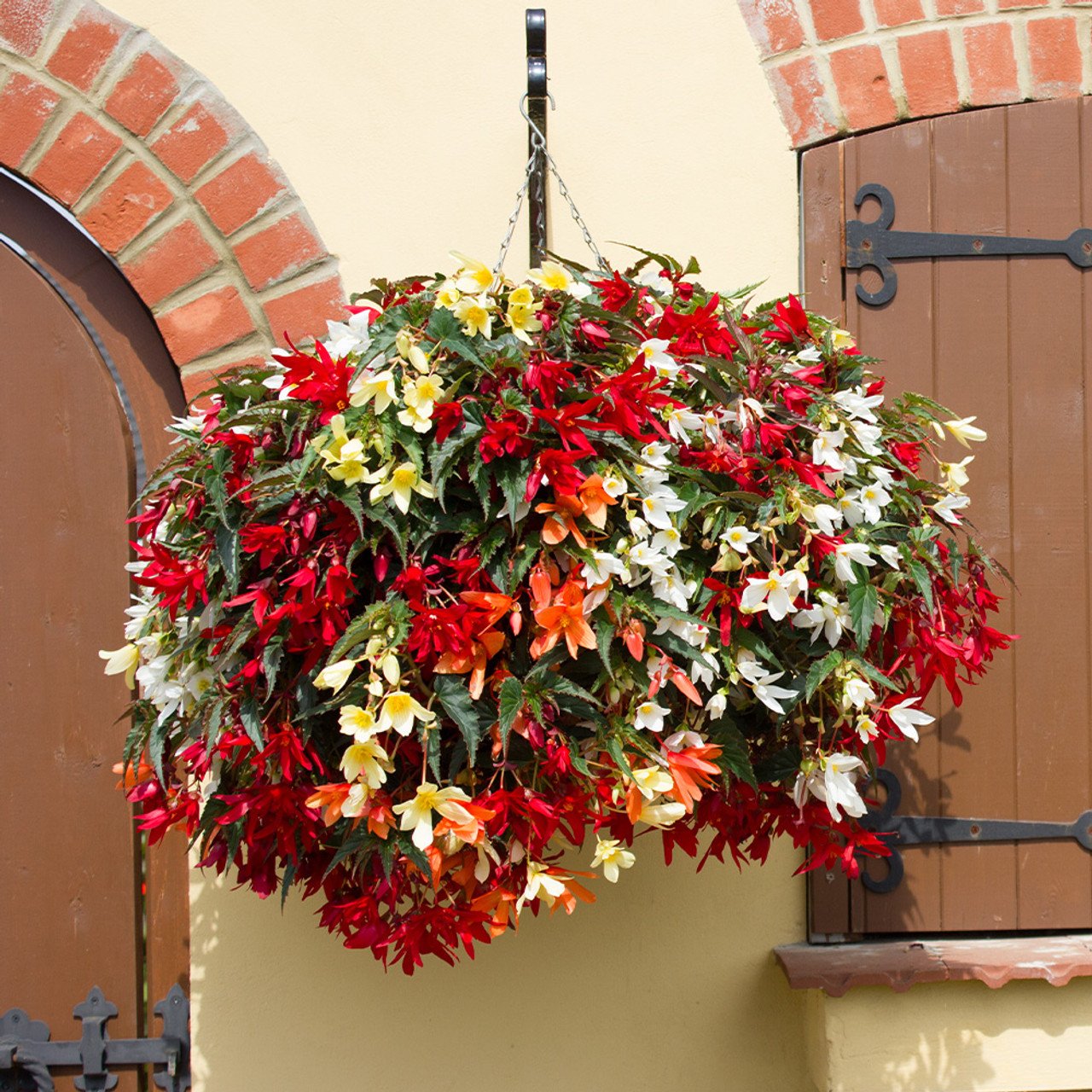 Thu Hải Đường Boliviensis (Begonia Boliviensis)