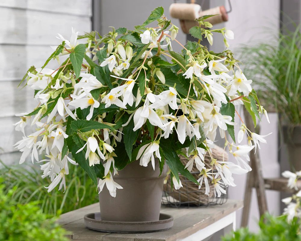 Thu Hải Đường Boliviensis (Begonia Boliviensis) 2