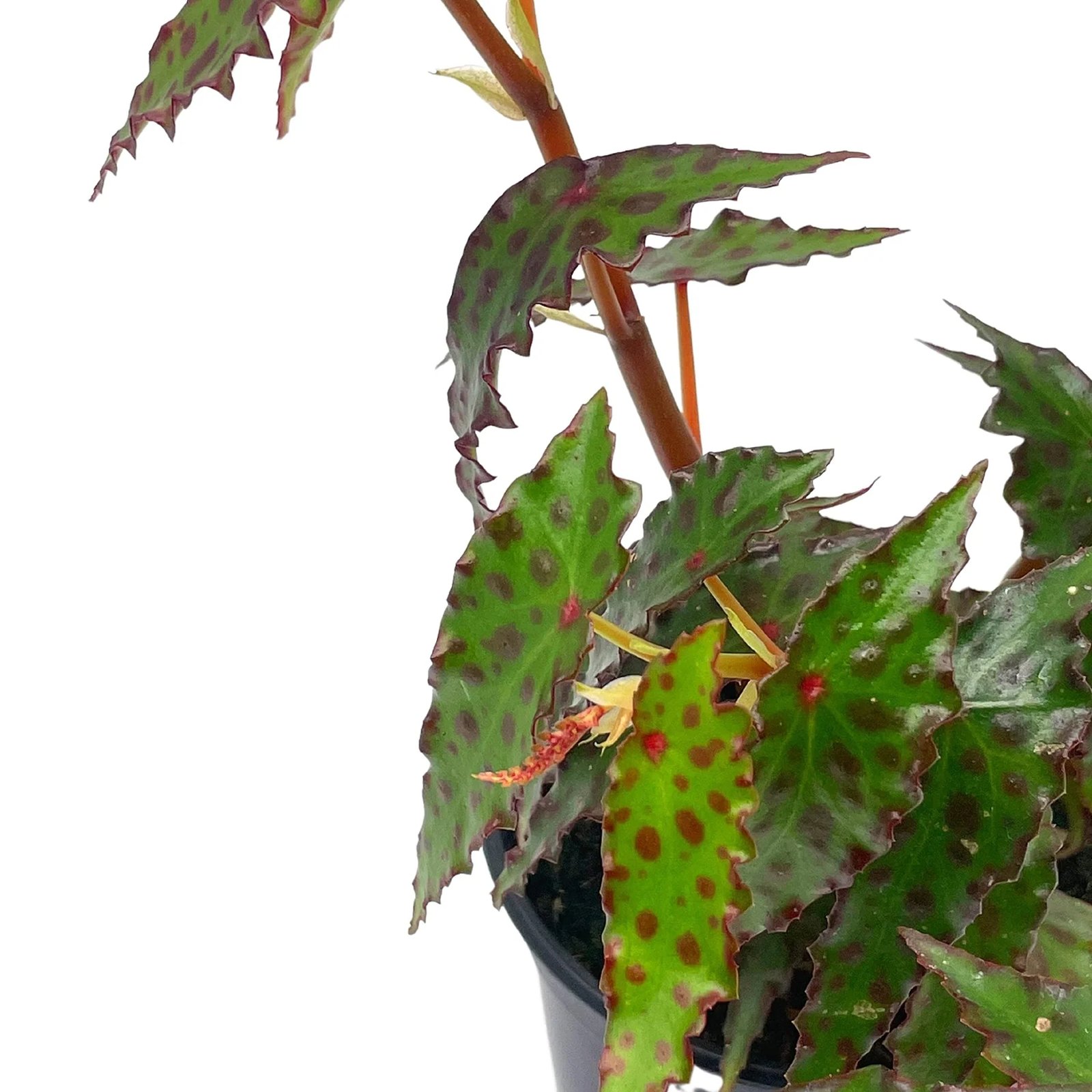 Thu Hải Đường Amphioxus (Begonia Amphioxus) 3