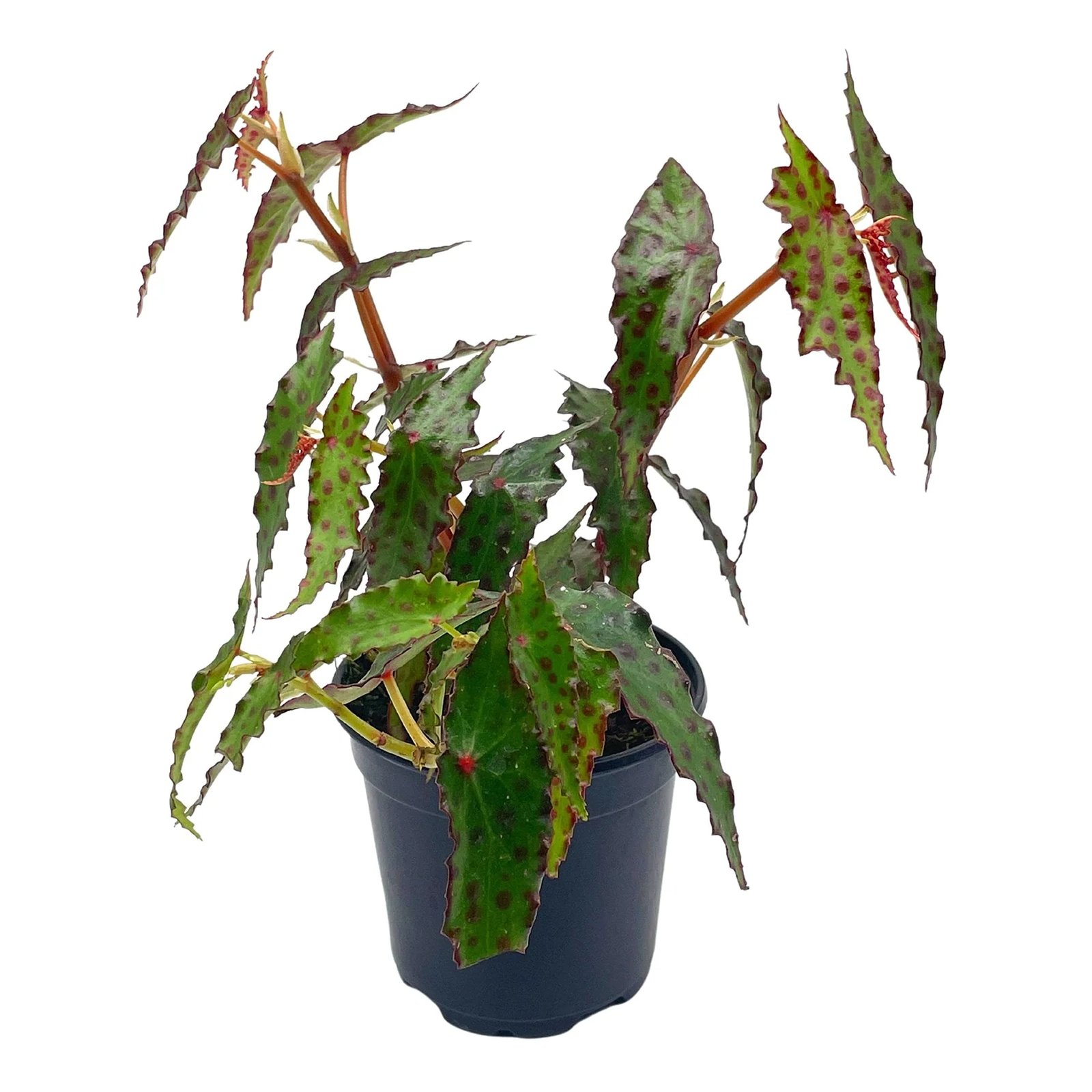 Thu Hải Đường Amphioxus (Begonia Amphioxus)
