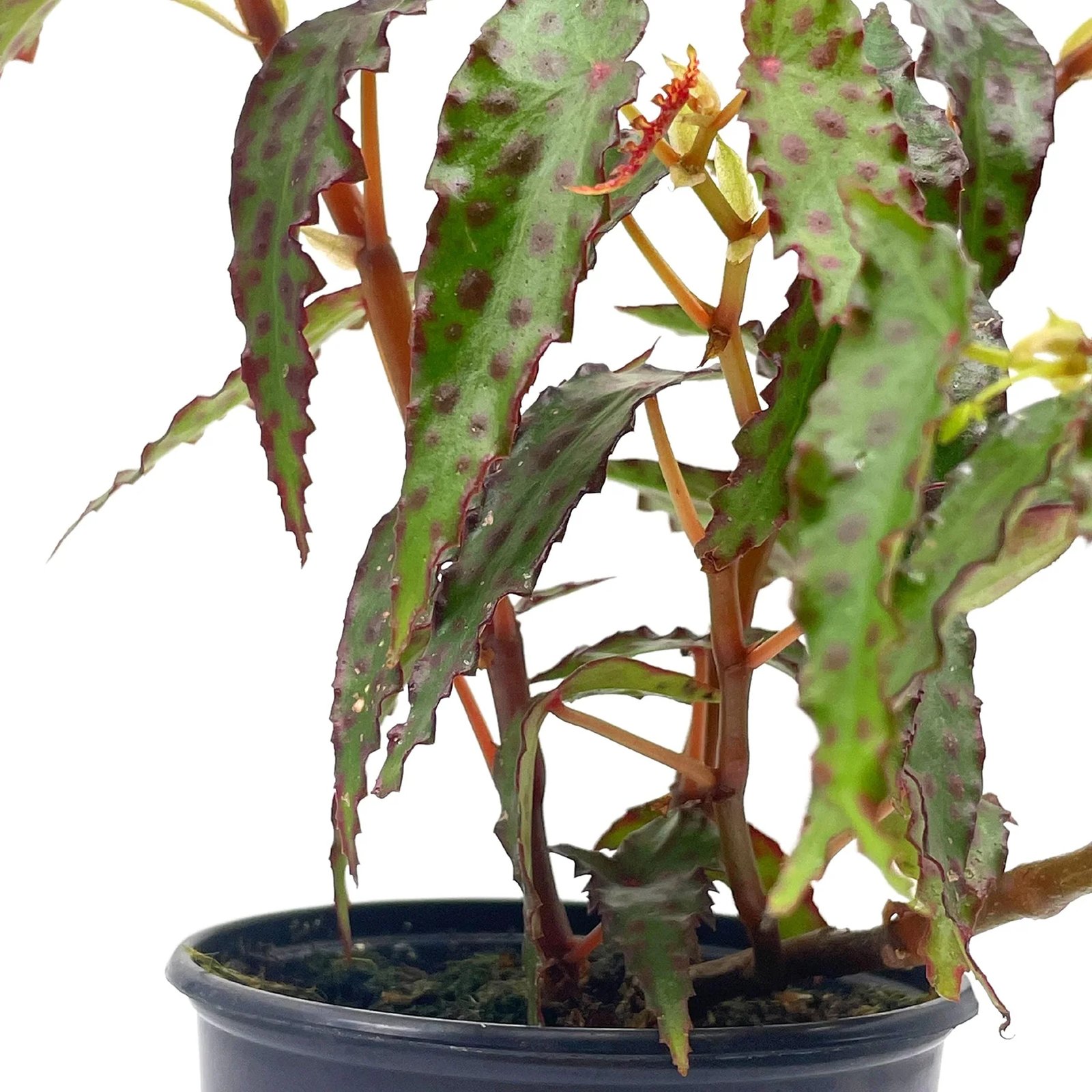 Thu Hải Đường Amphioxus (Begonia Amphioxus) 2