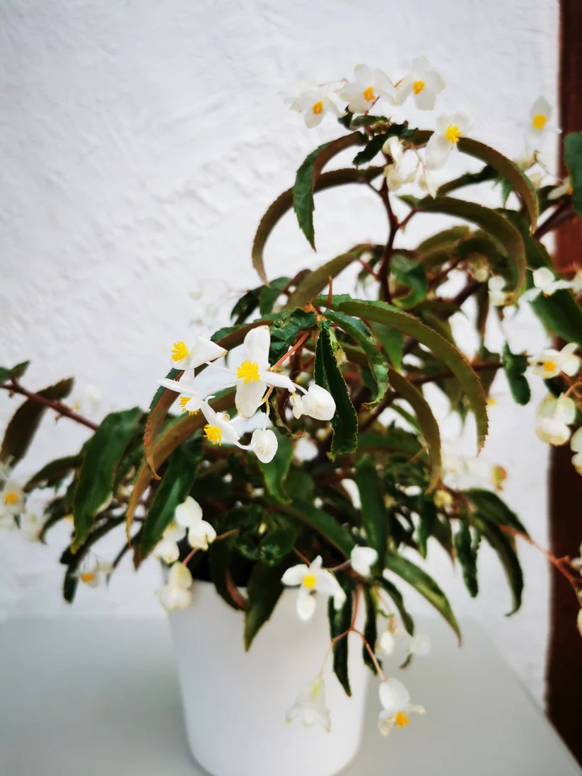 Thu Hải Đường Echinosepala (Begonia Echinosepala)