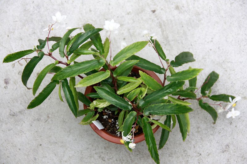 Thu Hải Đường Echinosepala (Begonia Echinosepala) 3