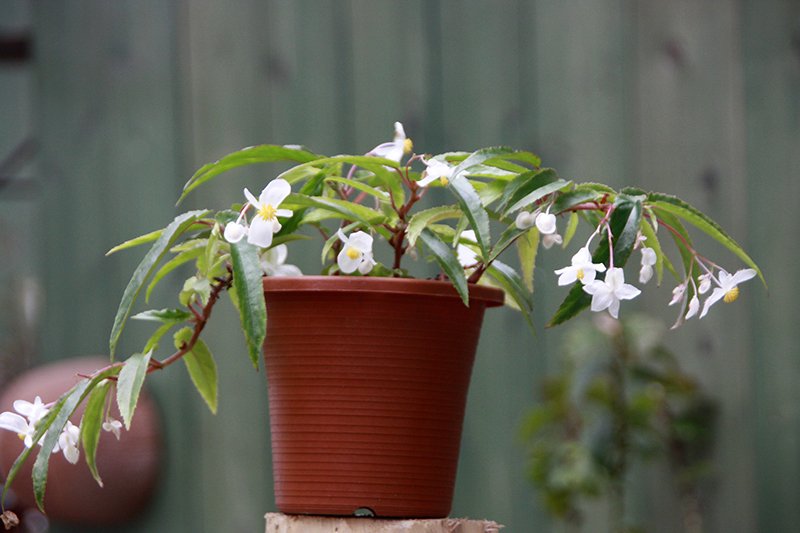 Thu Hải Đường Echinosepala (Begonia Echinosepala) 2