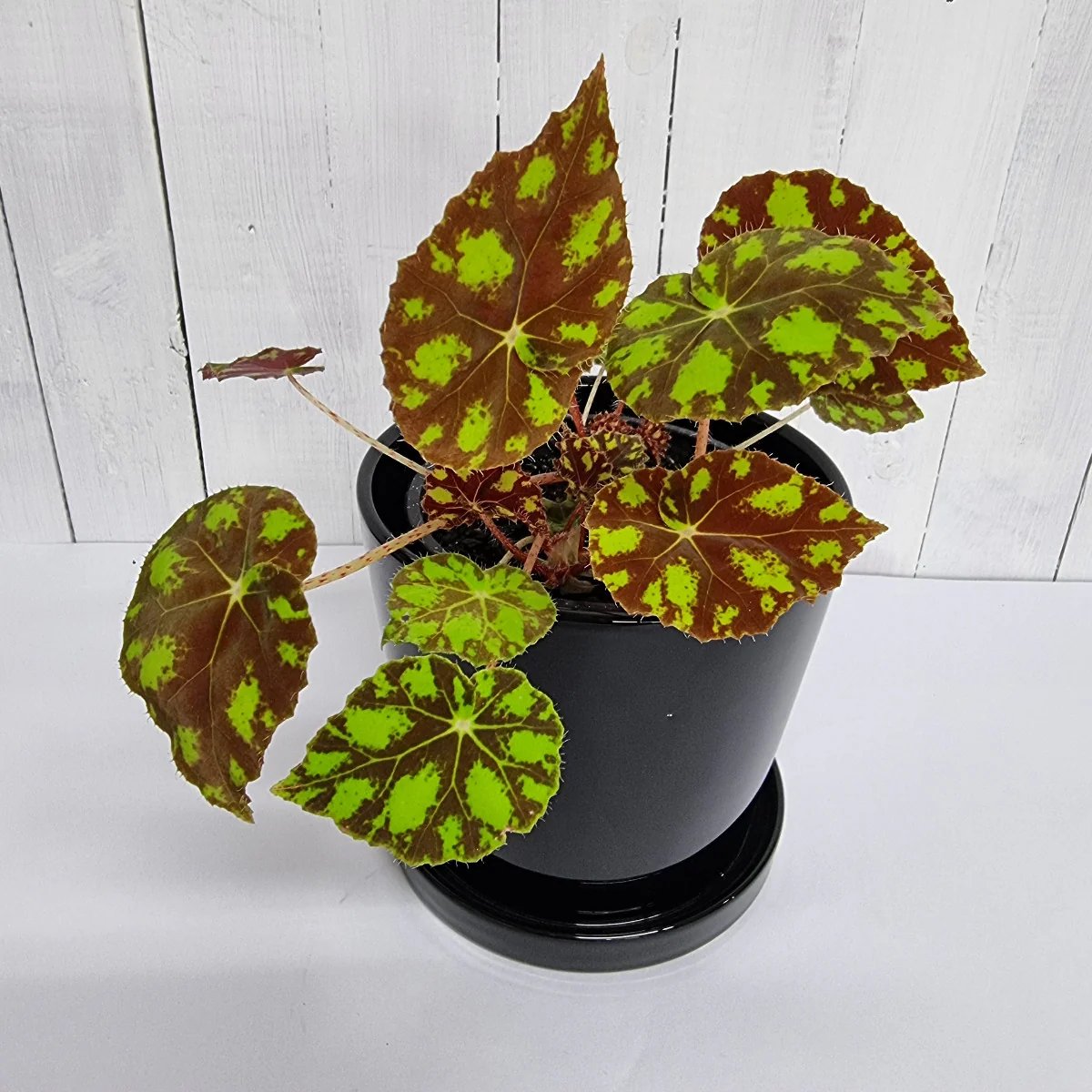 Thu Hải Đường Tiger Paws (Begonia Tiger Paws)
