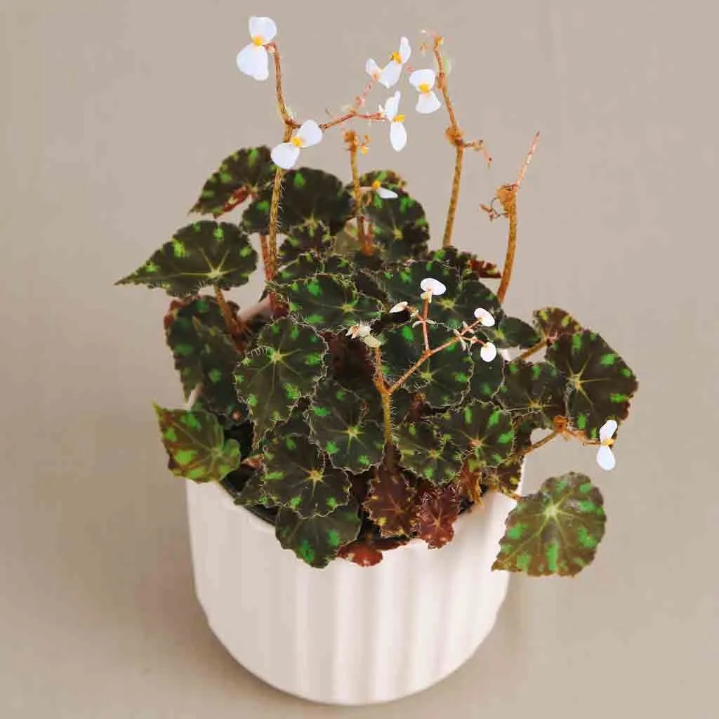 Thu Hải Đường Tiger Paws (Begonia Tiger Paws) 2