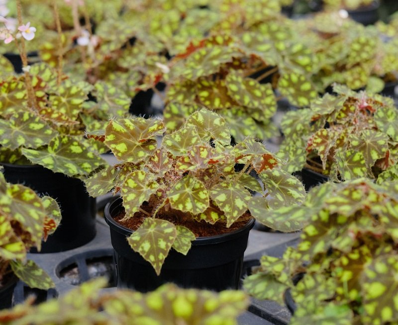 Thu Hải Đường Tiger Paws (Begonia Tiger Paws) 3