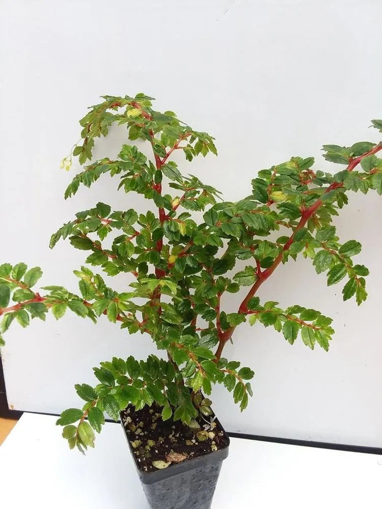 Begonia Foliosa 3
