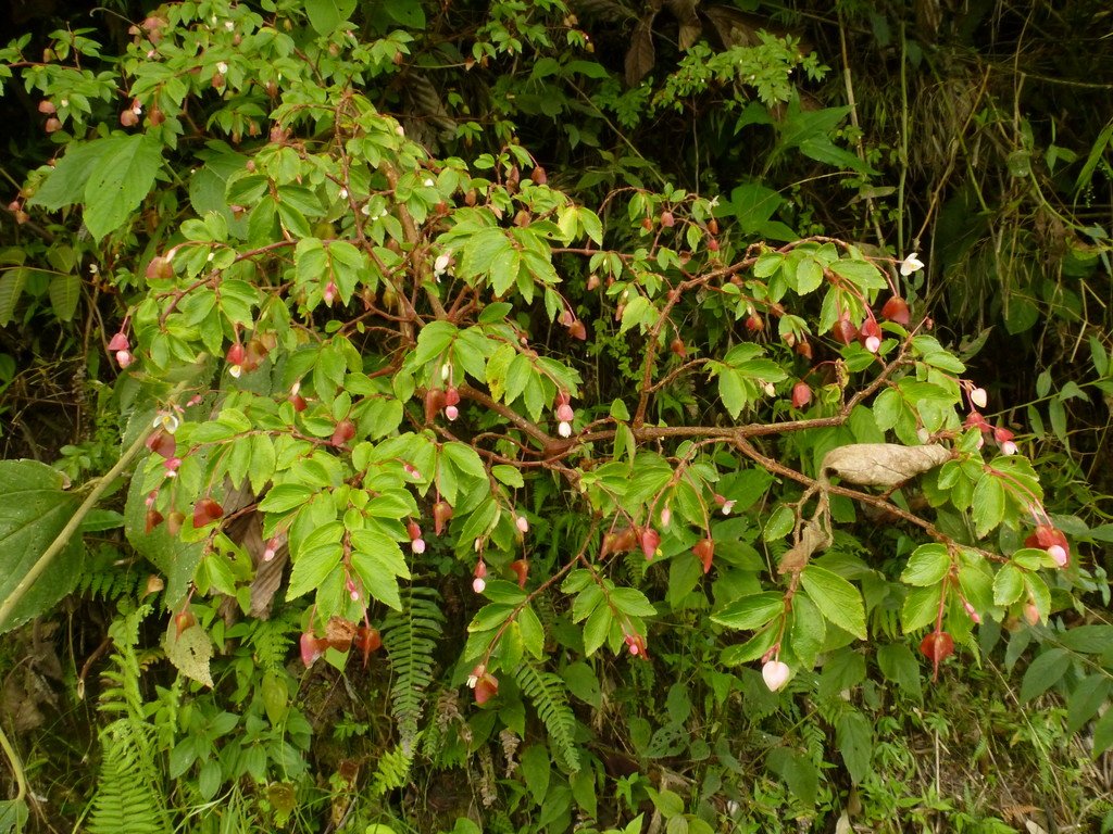 Begonia Foliosa