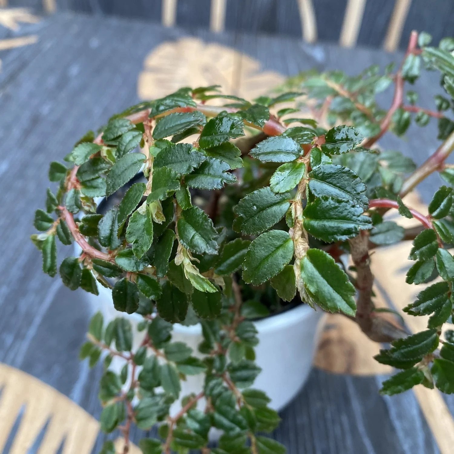 Begonia Foliosa 2