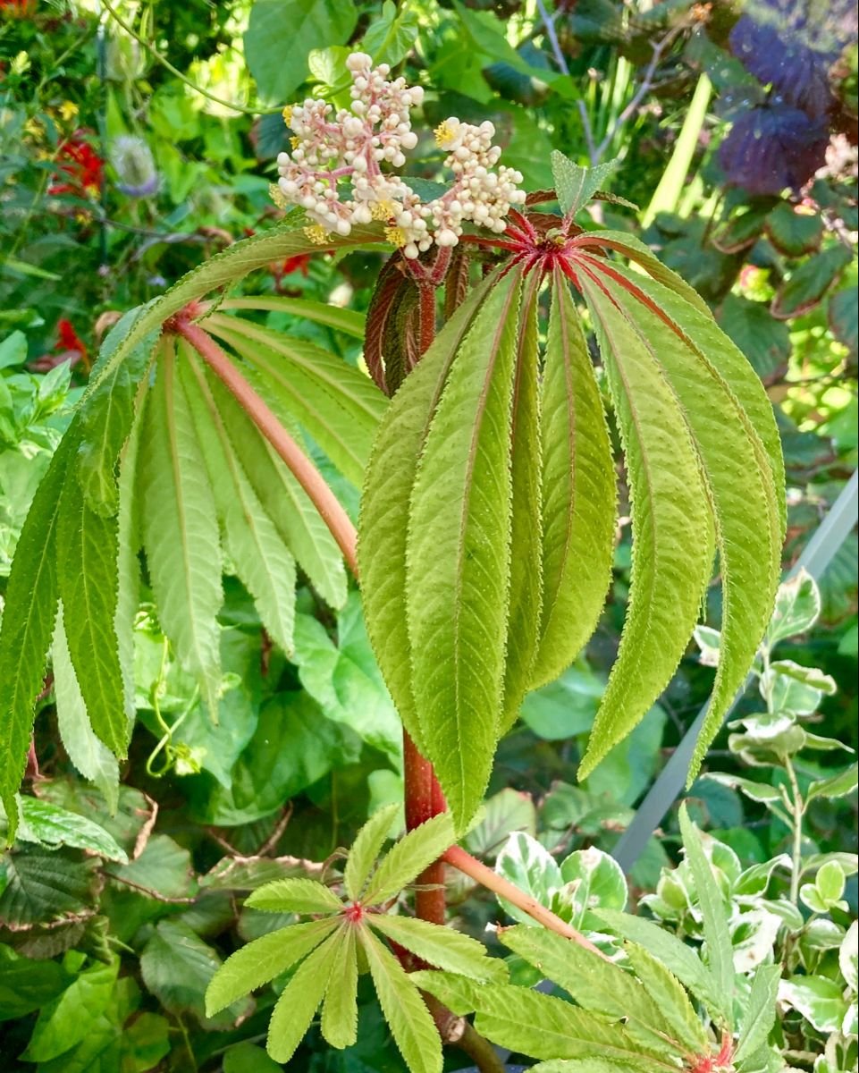 Begonia Luxurians 3