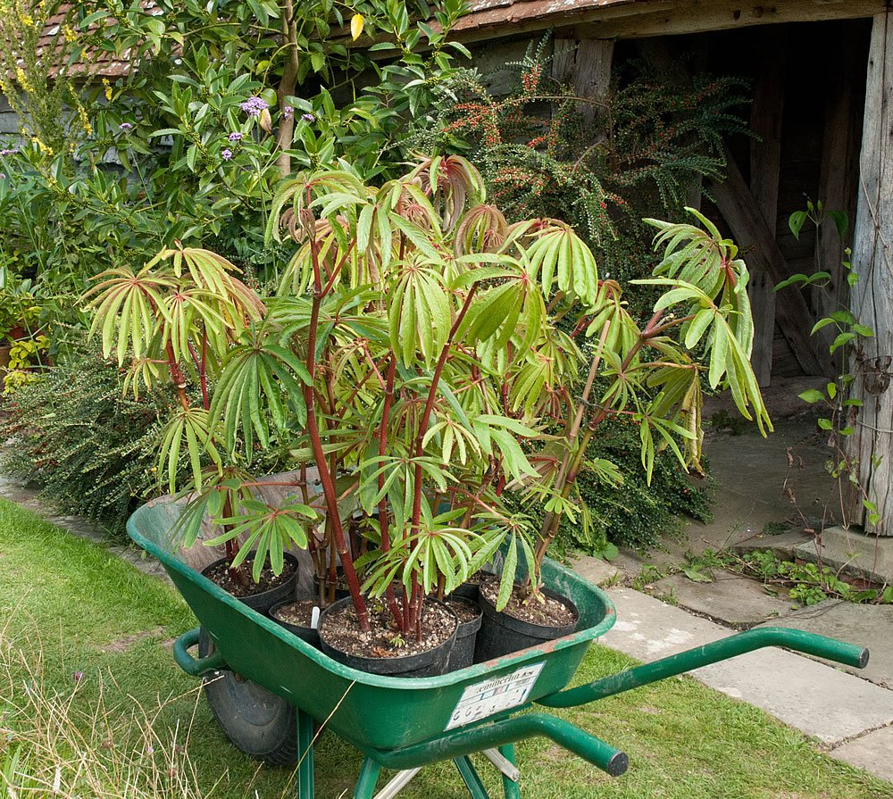 Begonia Luxurians