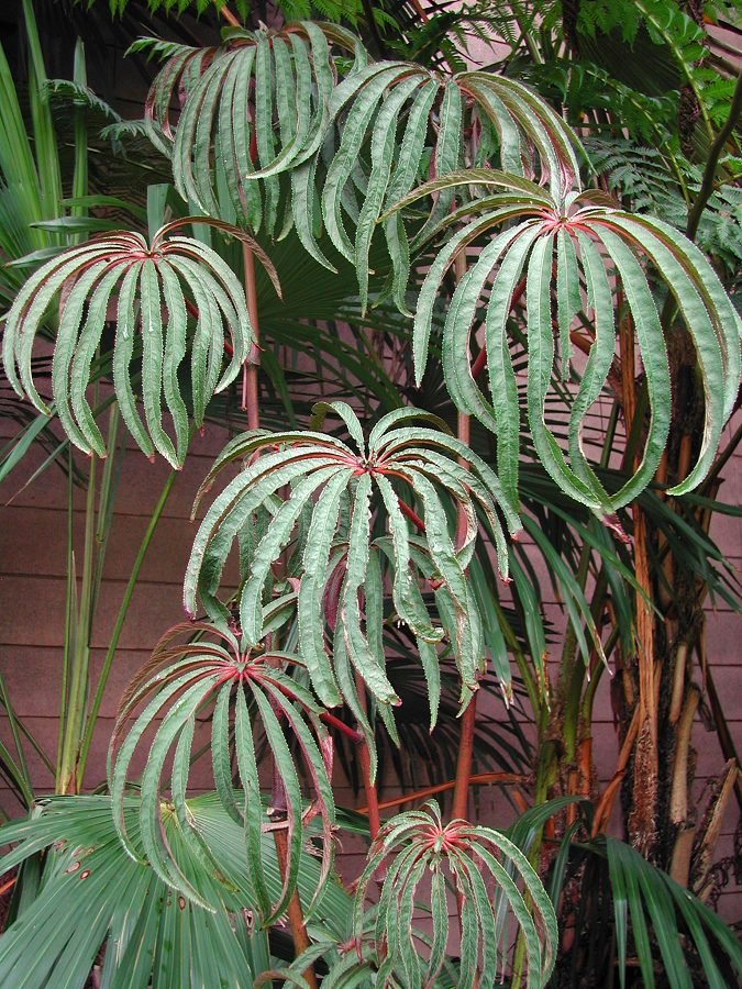 Begonia Luxurians 2